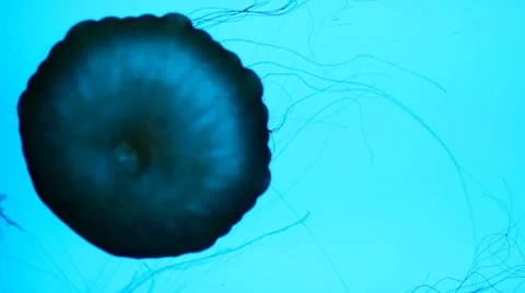 Jelly fish2 1 Stock Footage 7755311
