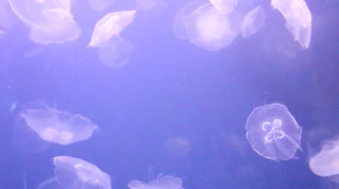 Jelly fish3 1 Video stock 7755338