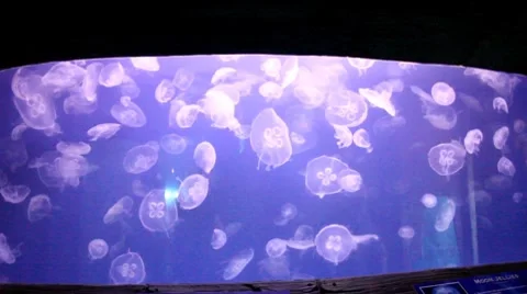 Jelly fish4 1 Stock Footage 7755358