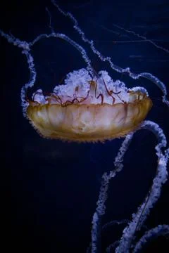 Jelly II Stock Photos