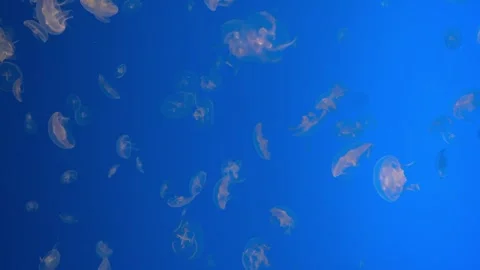 Jellyfish 012 Stock Footage 249829509