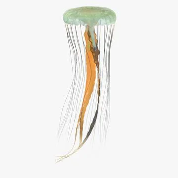 Jellyfish 02 3D Model