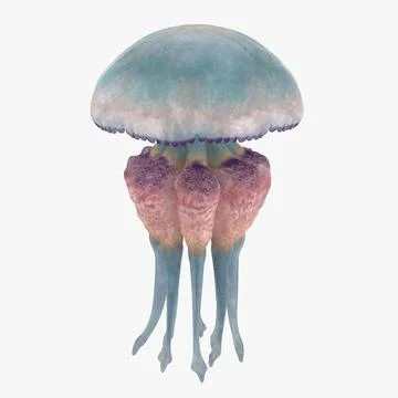 Jellyfish 03 3D Model