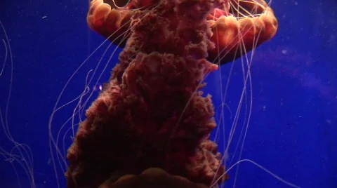 Jellyfish 1 Stock-Footage 479579