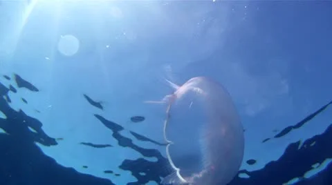 Jellyfish 1 Stock Footage 8913679