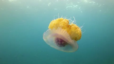 Jellyfish 1 Stock Footage 10748830
