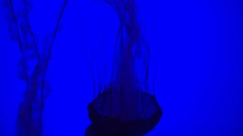 Jellyfish 1 Stock Footage 82278786
