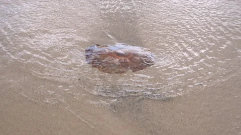 Jellyfish 1 Stock Footage 164481912