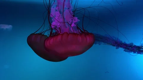 Jellyfish 1 Stock Footage 297113615