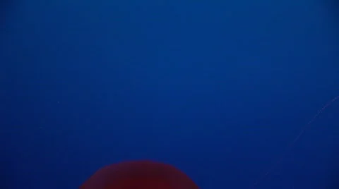 Jellyfish 10 Stock Footage 481233