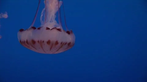 Jellyfish 13 Vídeos de archivo 481294