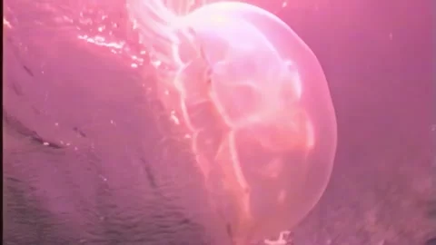 JELLYFISH 13 Video stock 306598912