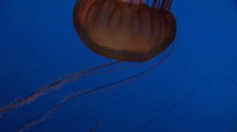 Jellyfish 14 Stock-Footage 482753