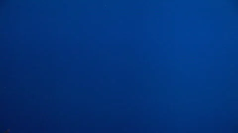 Jellyfish 15 Vídeos de archivo 487749