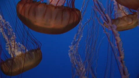 Jellyfish 16 Vídeos de archivo 487765