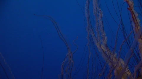 Jellyfish 17 Stock-Footage 487781