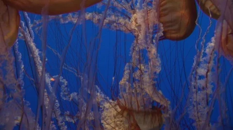 Jellyfish 18 Video stock gratuito 487799