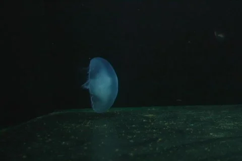 Jellyfish 2 Stock Footage