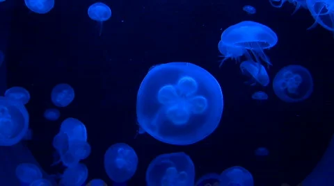 Jellyfish 2 Vidéo 73721