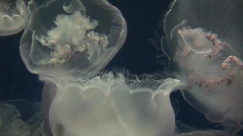 Jellyfish 2 Stock Footage 479591