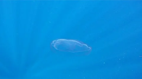 Jellyfish 2 Stock Footage 8913690