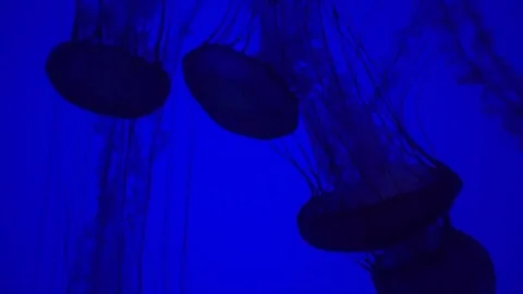 Jellyfish 2 Stock Footage 82278791