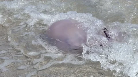 Jellyfish 2 Stock Footage 196031196