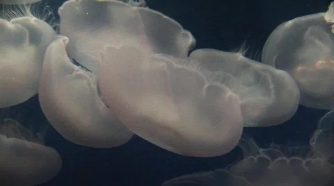 Jellyfish 3 Stock-Footage 479607
