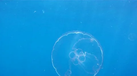 Jellyfish 3 Stock Footage 8913730