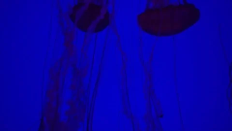 Jellyfish 3 Stock Footage 82278794