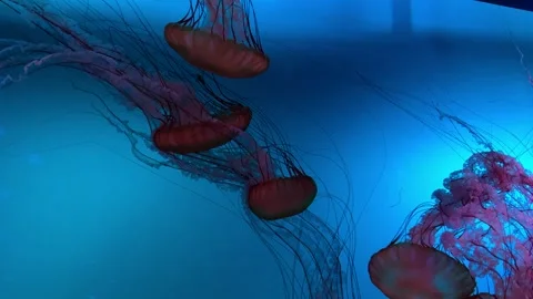 Jellyfish 3 Stock Footage 297113620
