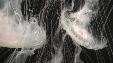 Jellyfish 4 Stock-Footage 479613