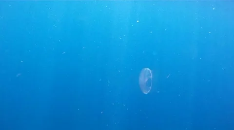 Jellyfish 4 Stock Footage 8913799
