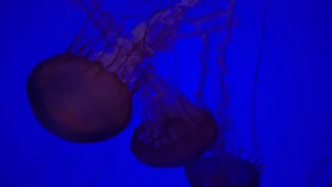 Jellyfish 4 Stock Footage 82278798