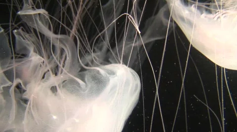 Jellyfish 5 Vídeos de archivo 479657