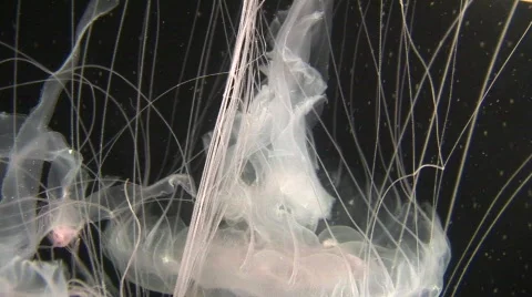 Jellyfish 6 Stock-Footage 479650