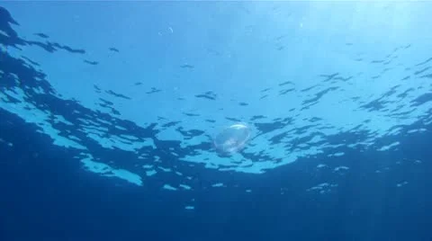 Jellyfish 6 Stock Footage 8913839