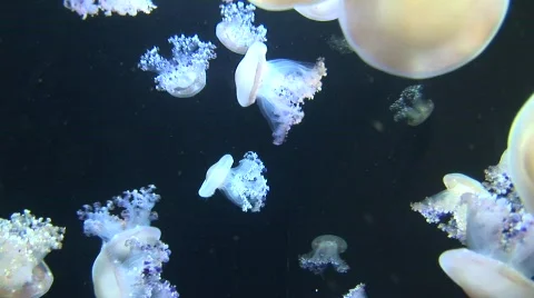 Jellyfish 7 Video stock 480356