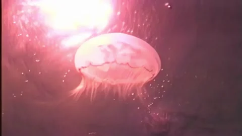 JELLYFISH 7 Stock Footage 306630475