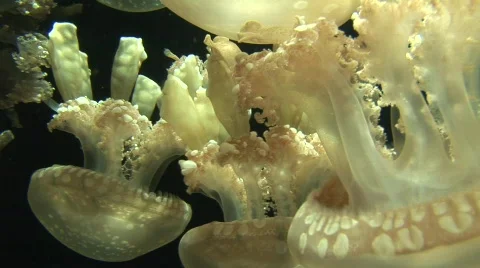 Jellyfish 8 Stock-Footage 480387