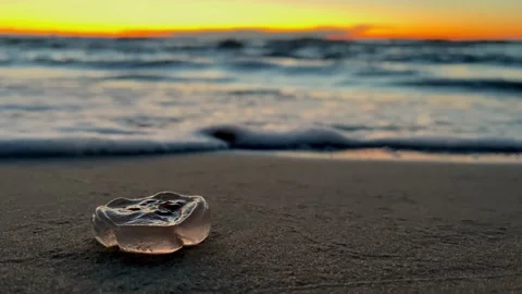 Jellyfish after sunset Stock Footage 218225955