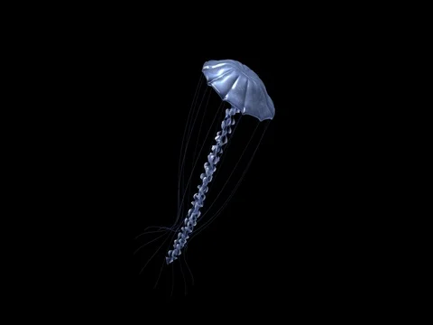 JellyFish with Alpha Stock Footage 77044820