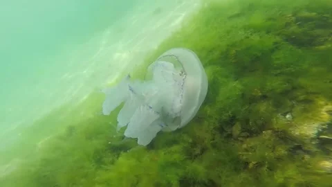Jellyfish and algae Video stock 161028114
