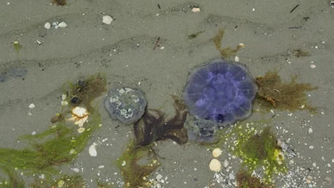 Jellyfish and seaweed beached at low tide Stock Footage 338065966
