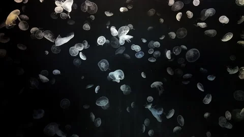 Jellyfish in the aquarium background Stock-Footage 289754994