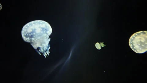 Jellyfish in the aquarium background Stock Footage 290128318