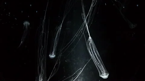 Jellyfish in the aquarium background Stock-Footage 290158063