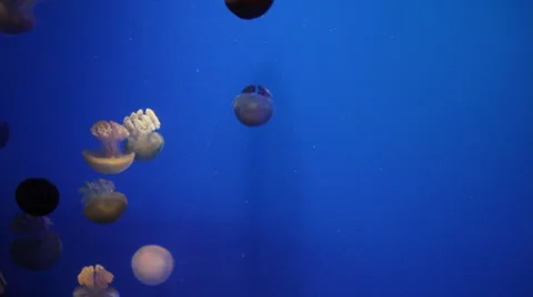 Jellyfish in the aquarium Stock Footage 1070398
