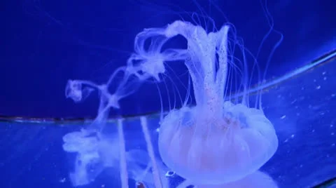 Jellyfish in aquarium Stock Footage 25425575