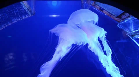 Jellyfish in aquarium Stock Footage 25427429